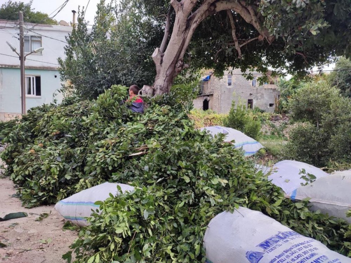 Defne yaprağı Hatay'dan dünyaya ihraç ediliyor