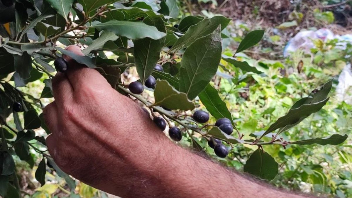 Defne yaprağı Hatay&#039;dan dünyaya ihraç ediliyor