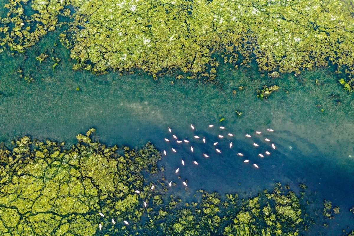 Deniz yosunu, İzmir Körfezi'ni kaplıyor