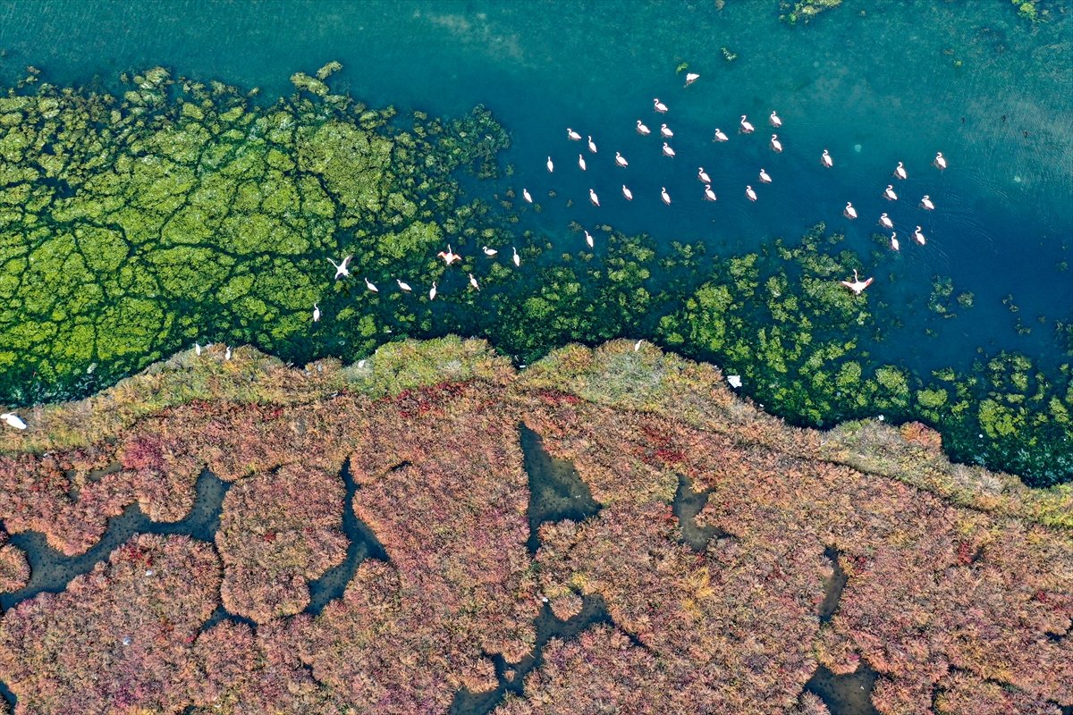 Deniz yosunu, İzmir Körfezi'ni kaplıyor