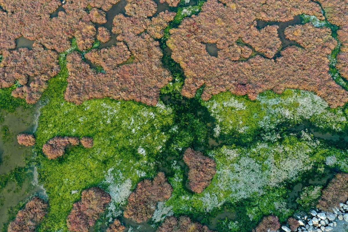 Deniz yosunu, İzmir Körfezi'ni kaplıyor