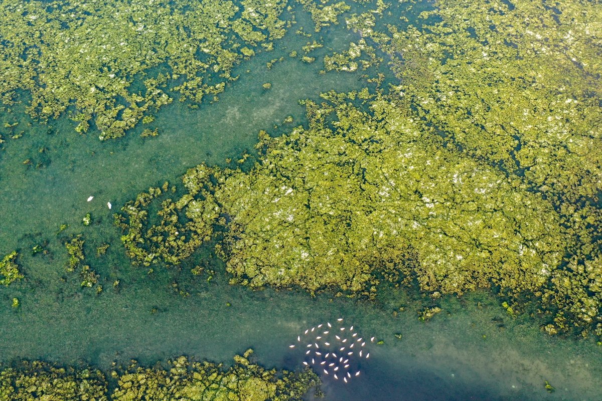 Deniz yosunu, İzmir Körfezi'ni kaplıyor