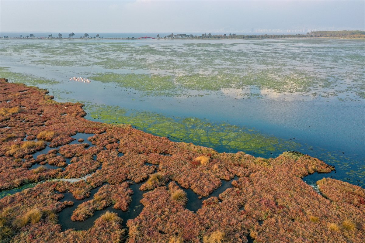 Deniz yosunu, İzmir Körfezi'ni kaplıyor