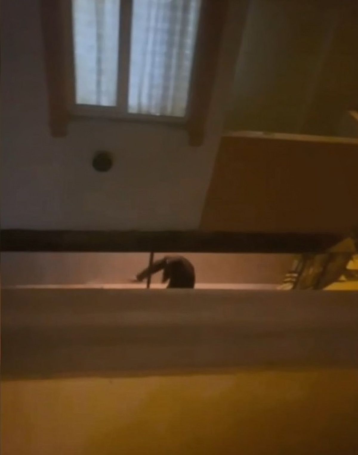 Gaziosmanpaşa'daki şahıs mahallesine korku yaşatıyor