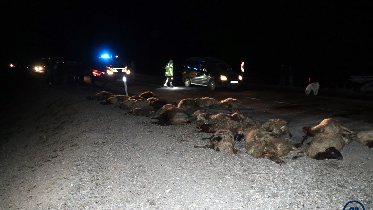Kars&#039;ta kamyonetin çarptığı 34 koyun telef oldu