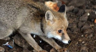 Köpek Sanıp Aldılar Meğerse...