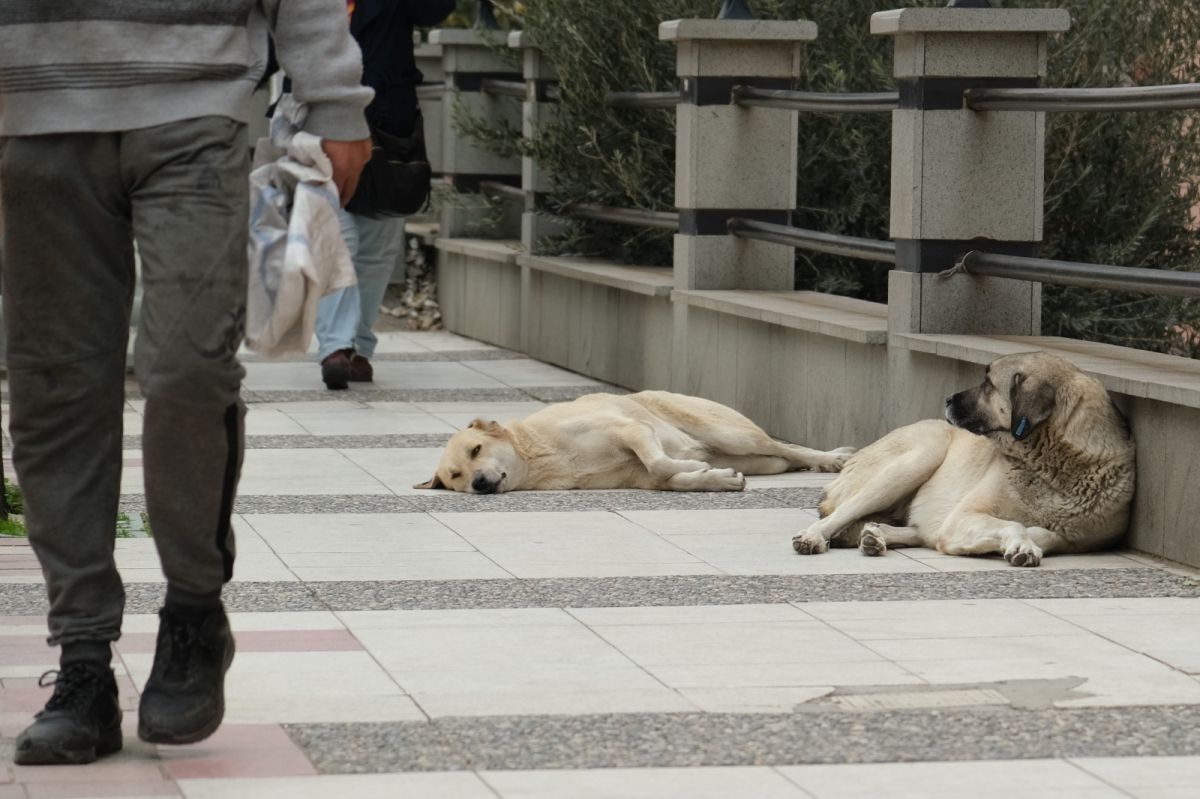 Manisa'daki sokak köpeği çocuğa saldırdı