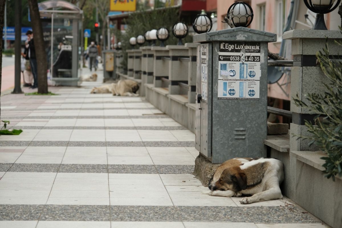 Manisa'daki sokak köpeği çocuğa saldırdı