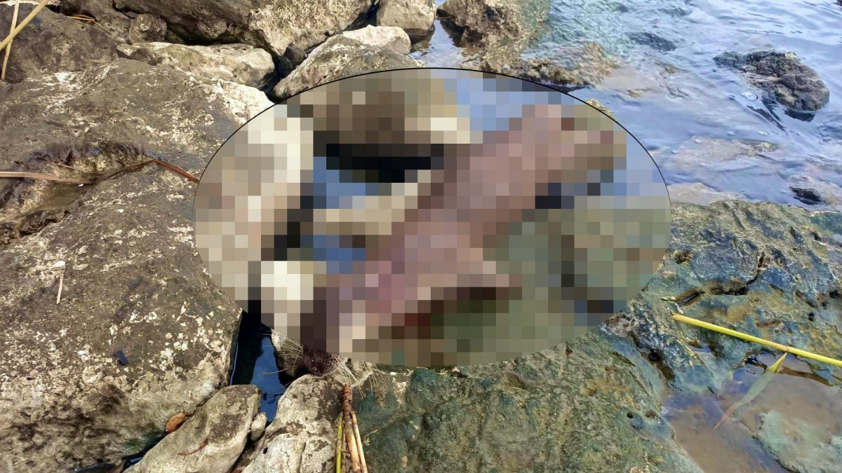 Muğla'da su samuru tüfekle ateş edilerek öldürüldü 