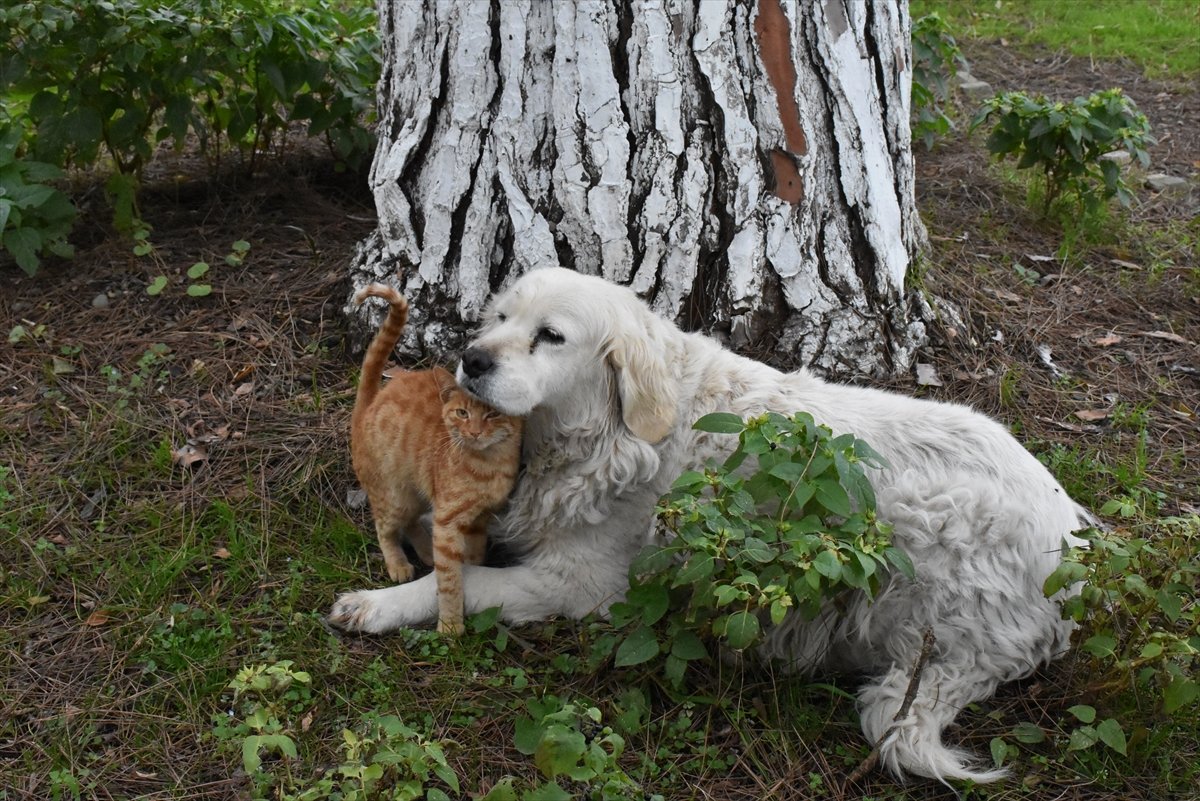 Ordu'da, kedi ile köpeğin şaşırtan dostluğu kamerada