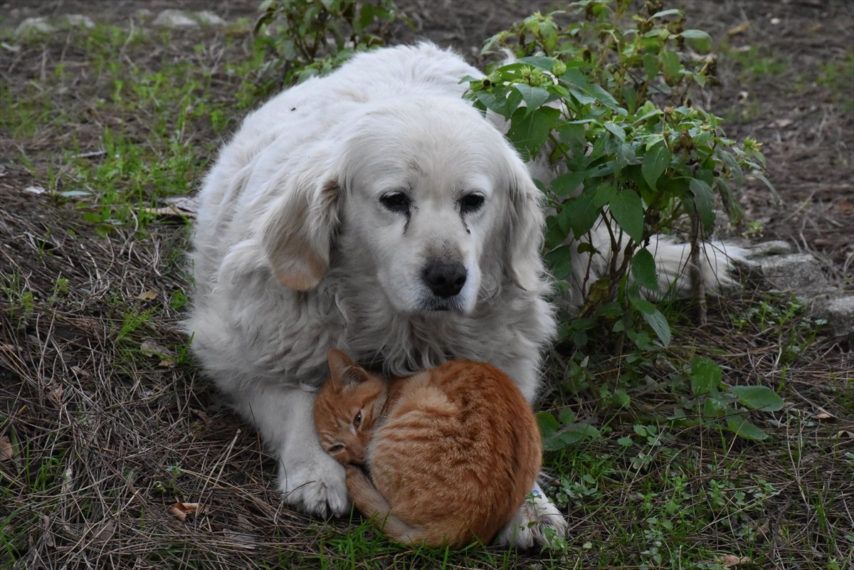 Ordu'da, kedi ile köpeğin şaşırtan dostluğu kamerada