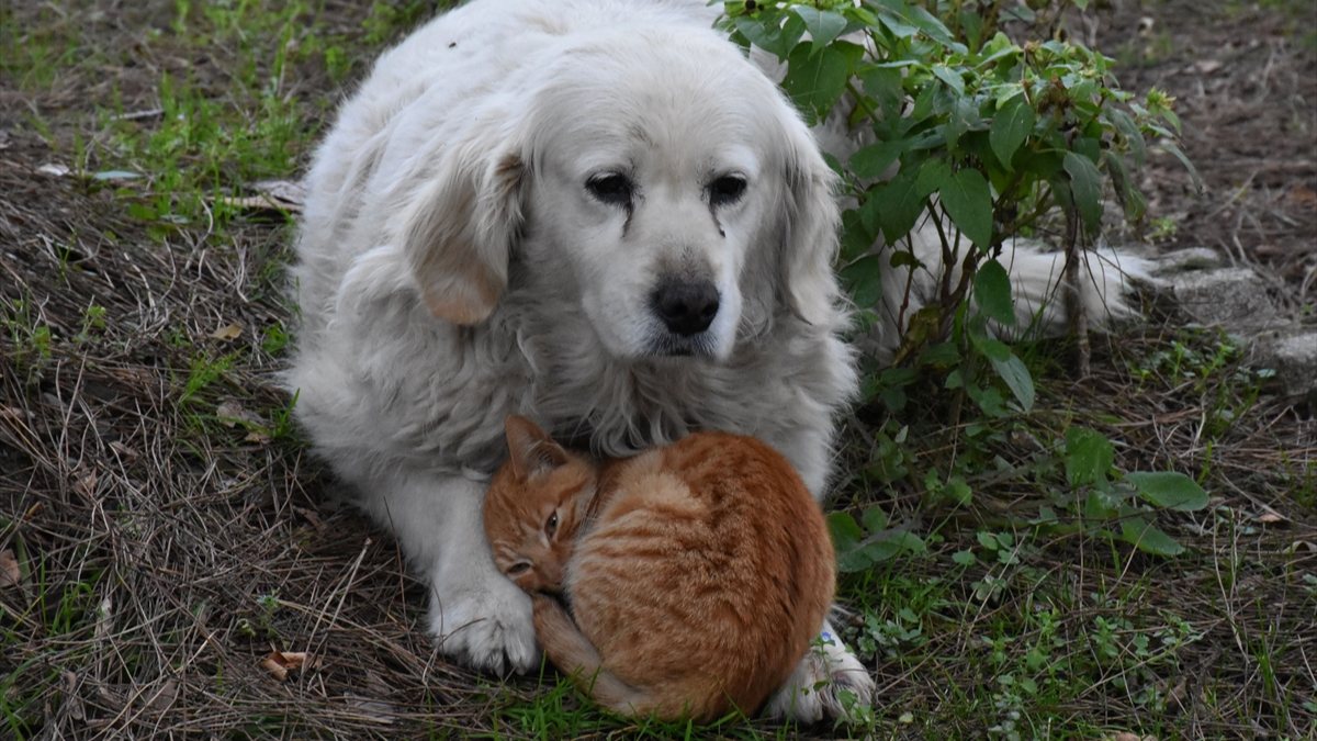 Ordu'da, kedi ile köpeğin şaşırtan dostluğu kamerada