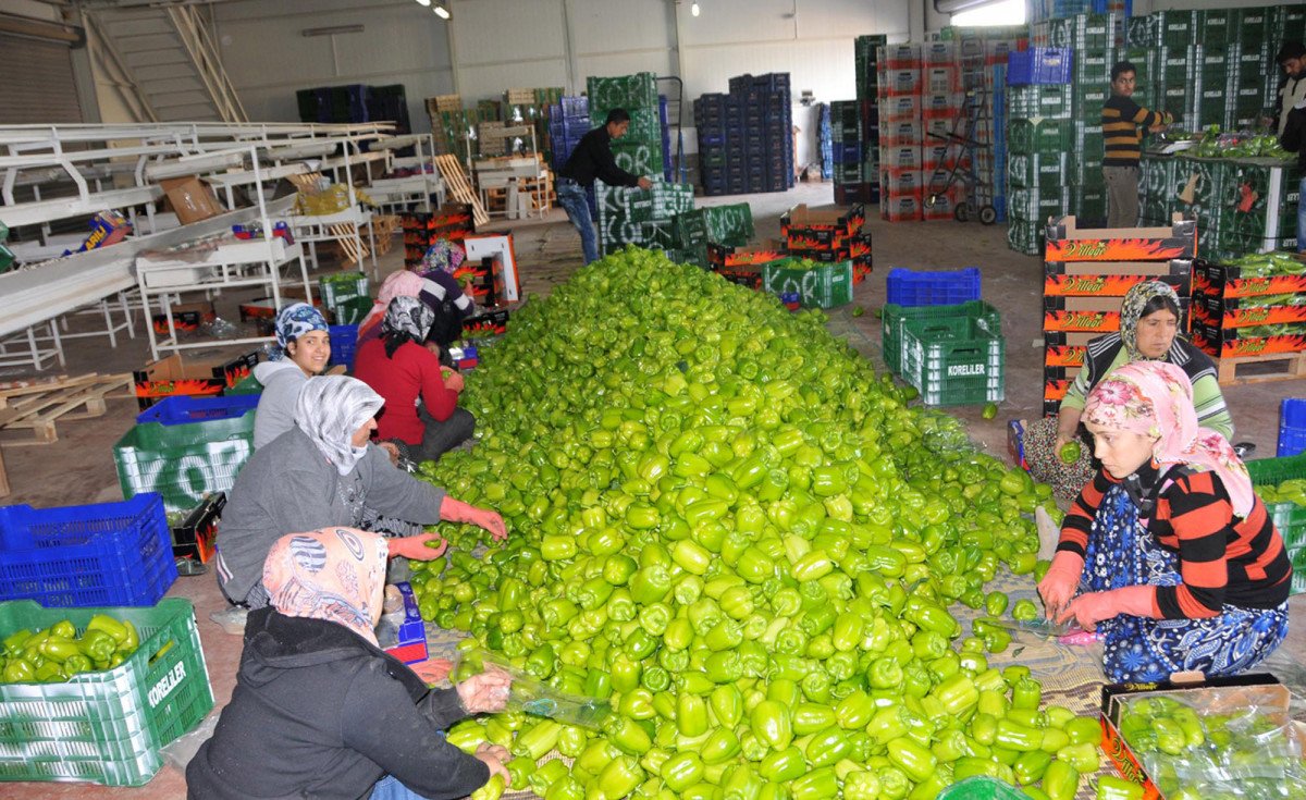 Rusya, nar ve biber ithalatını durdurdu