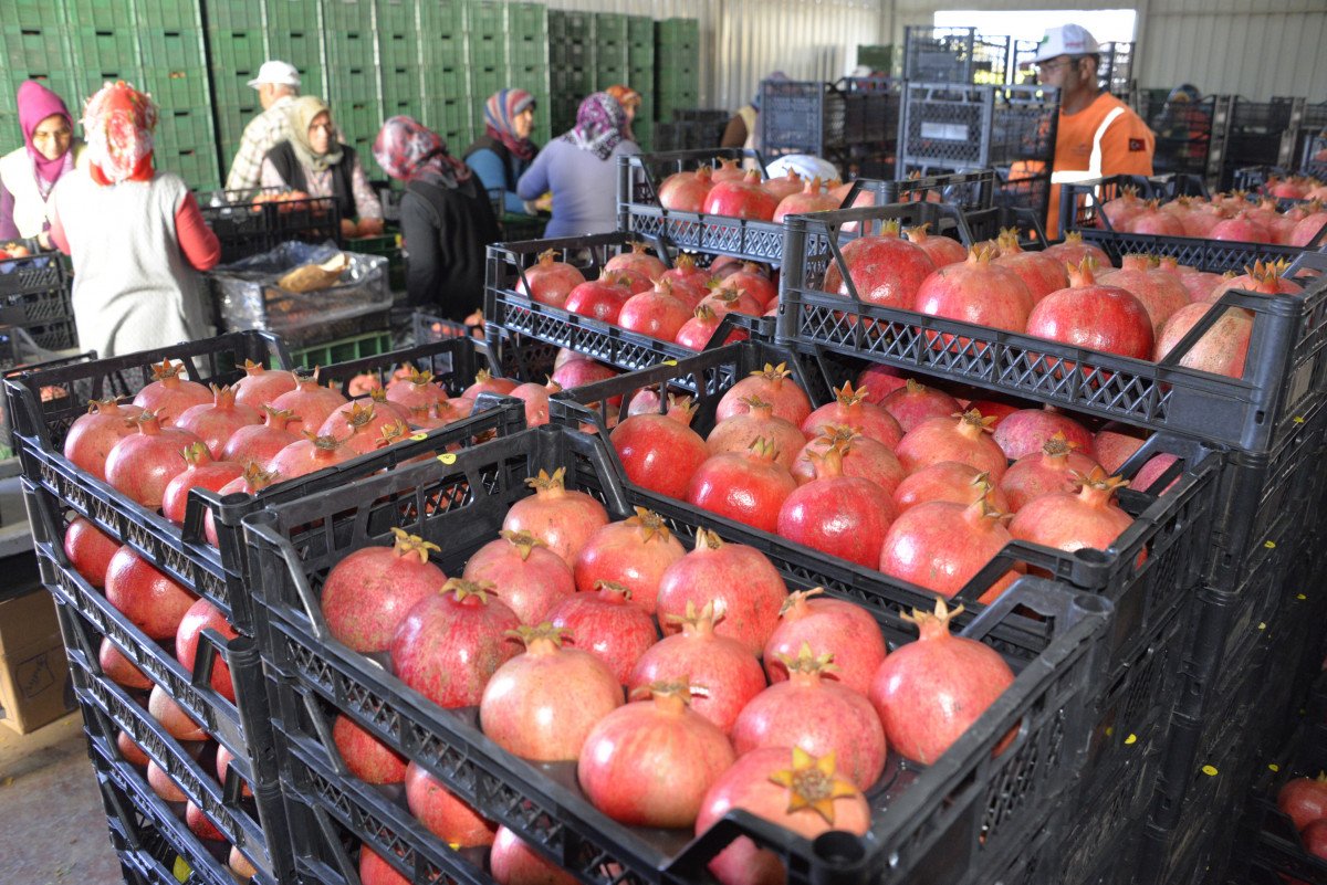 Rusya, nar ve biber ithalatını durdurdu
