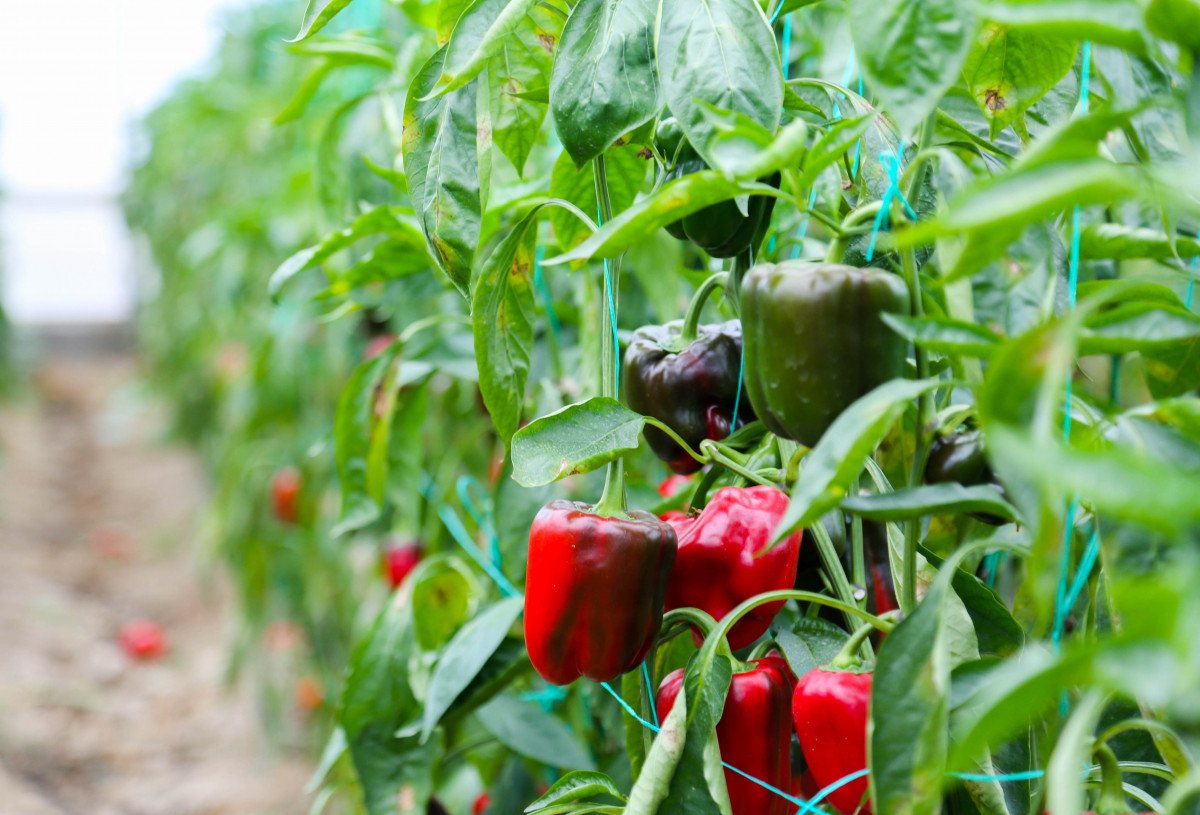 Rusya, nar ve biber ithalatını durdurdu