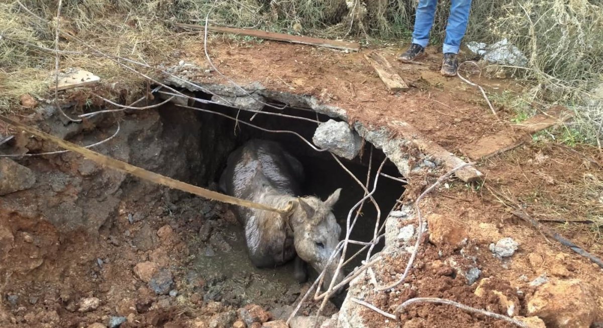 Şanlıurfa’da kanalizasyon çukuruna düşen at, iş makinesi ile kurtarıldı