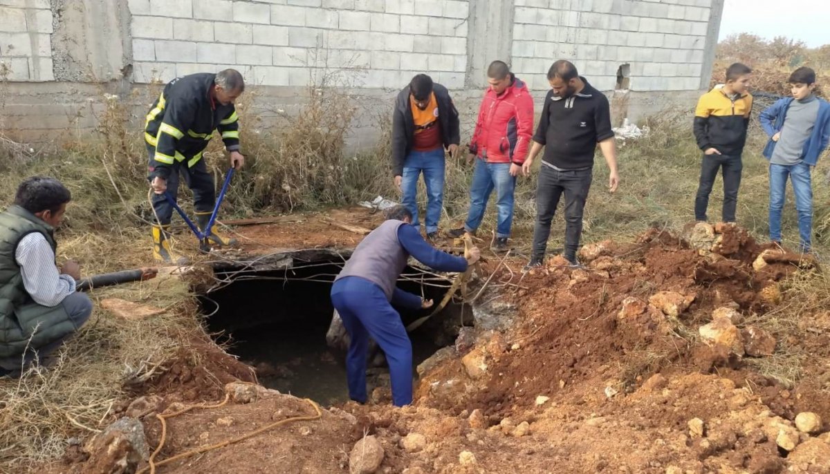 Şanlıurfa’da kanalizasyon çukuruna düşen at, iş makinesi ile kurtarıldı