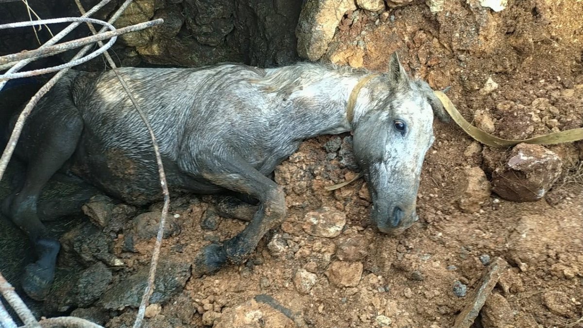 Şanlıurfa’da kanalizasyon çukuruna düşen at, iş makinesi ile kurtarıldı