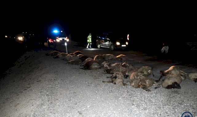 Kars'ta kamyonetin çarptığı 34 koyun telef oldu
