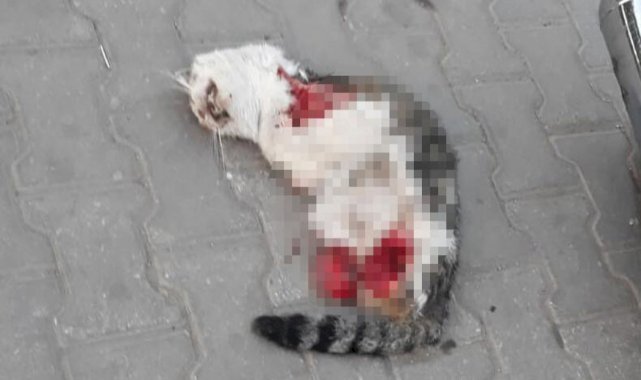 Manisa'da 4 bacağı kesik ölü kediler için ekip kuruldu