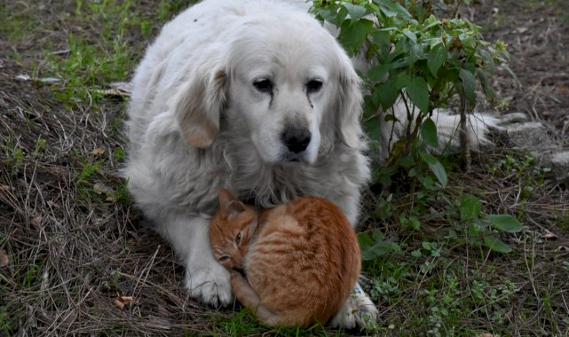 Ordu'da, kedi ile köpeğin şaşırtan dostluğu kamerada