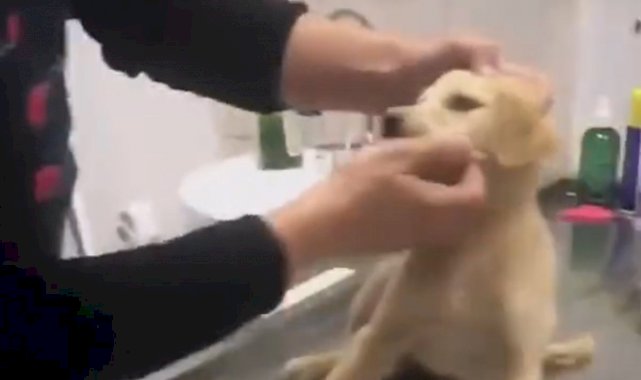 Yaralı köpeği veterinere götüren vatandaşın, iç ısıtan görüntüleri