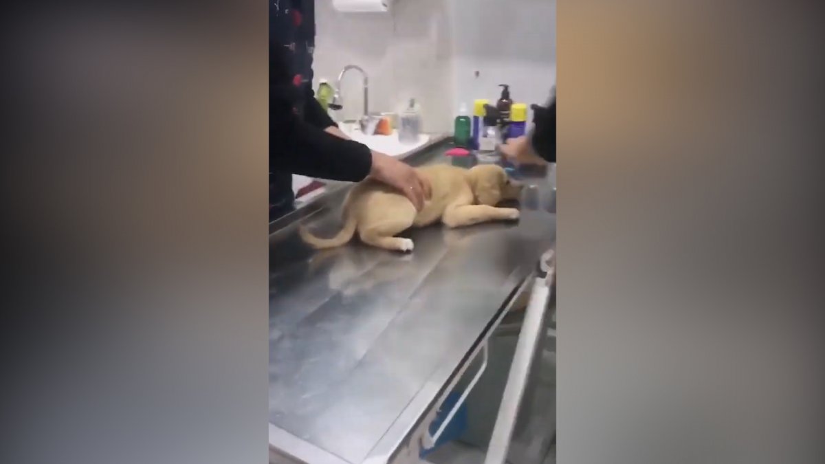Yaralı köpeği veterinere götüren vatandaşın, iç ısıtan görüntüleri