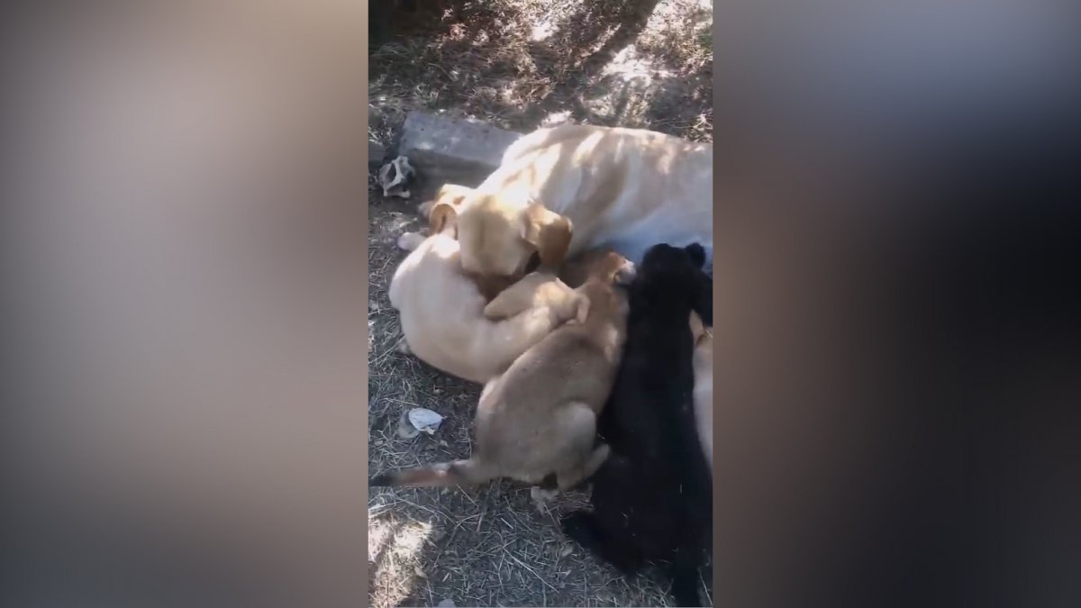 Yaralı köpeği veterinere götüren vatandaşın, iç ısıtan görüntüleri