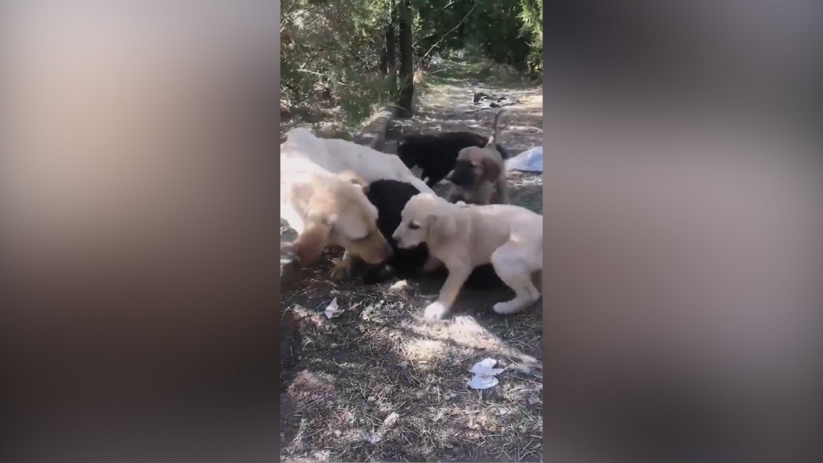 Yaralı köpeği veterinere götüren vatandaşın, iç ısıtan görüntüleri