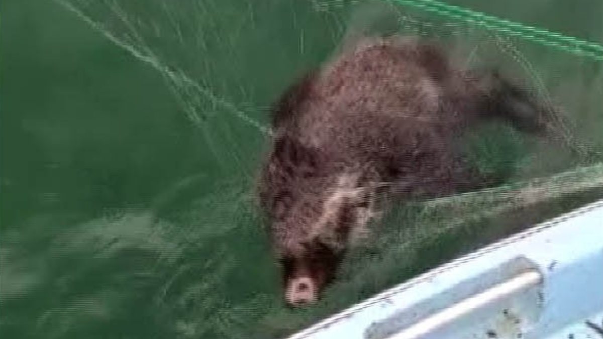 Yozgat&#039;ta balıkçıların ağına domuz takıldı