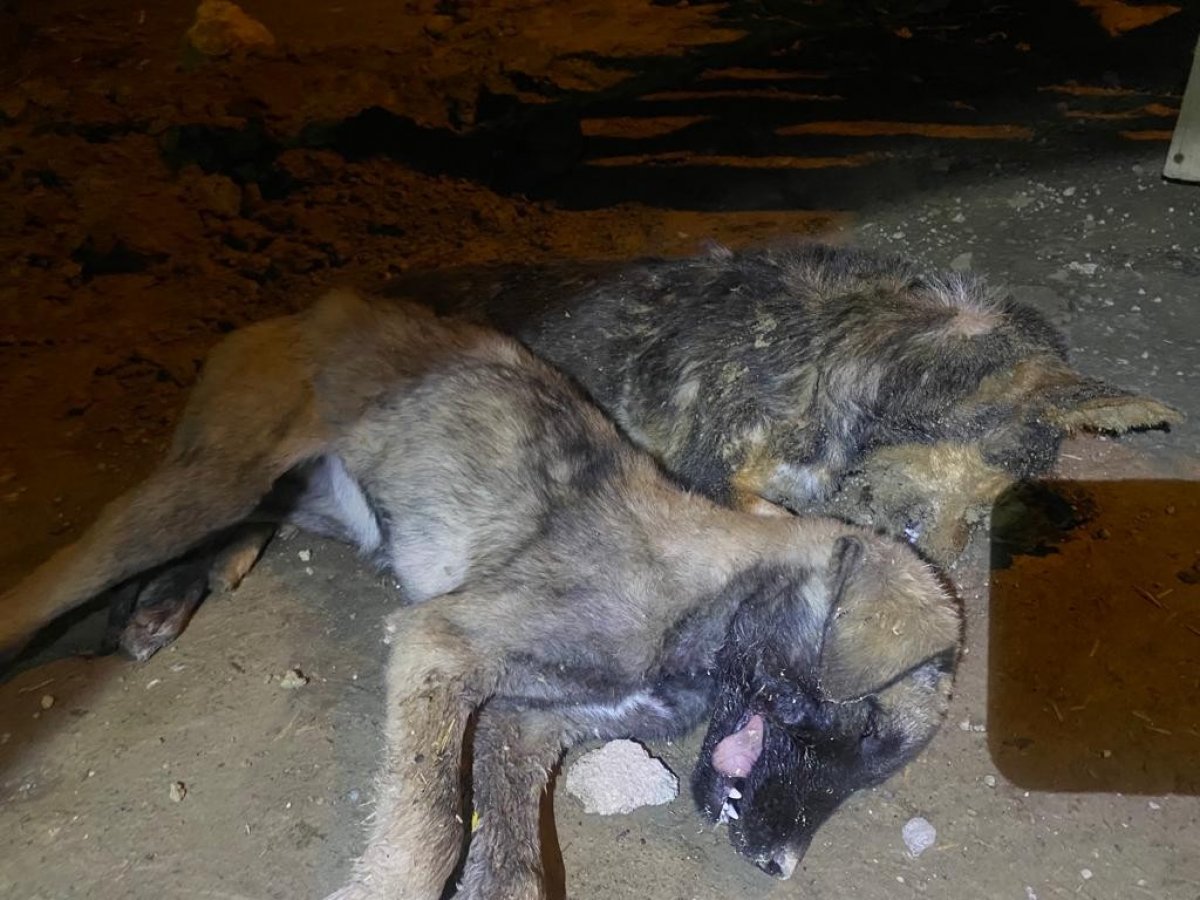 Afyonkarahisar’da hayvanlara zehirli yiyecekler verildi