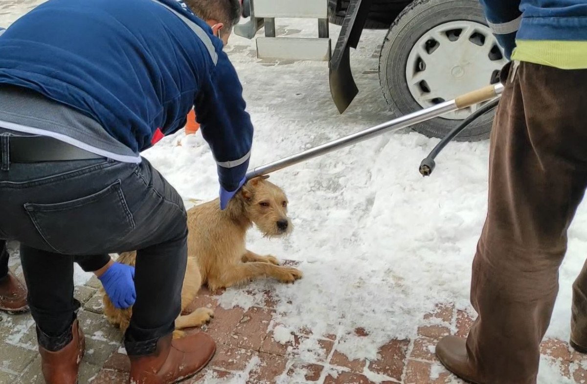 Ankara’da, kötü koşullarda bakılan 2 köpeğe el konuldu