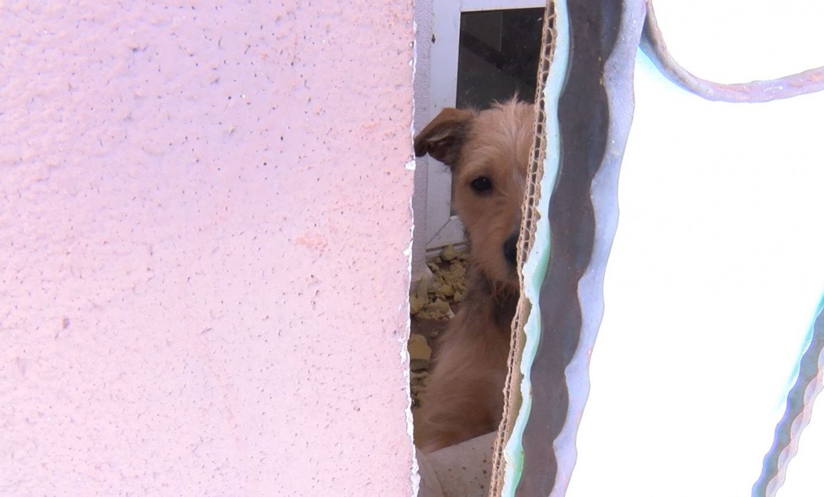 Ankara’da, kötü koşullarda bakılan 2 köpeğe el konuldu