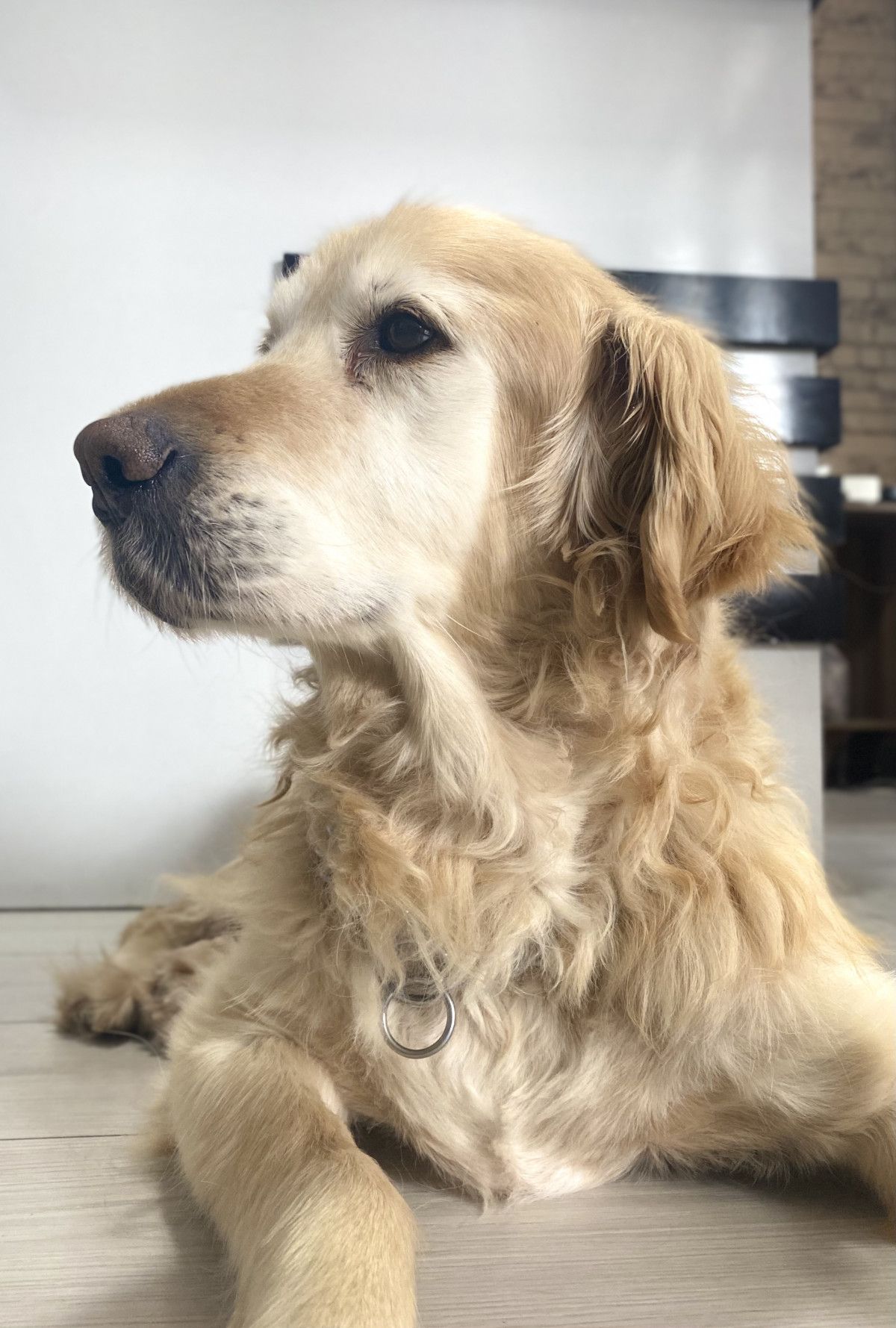 Ankara'da obez köpek Paşa, 30 kilo verdi