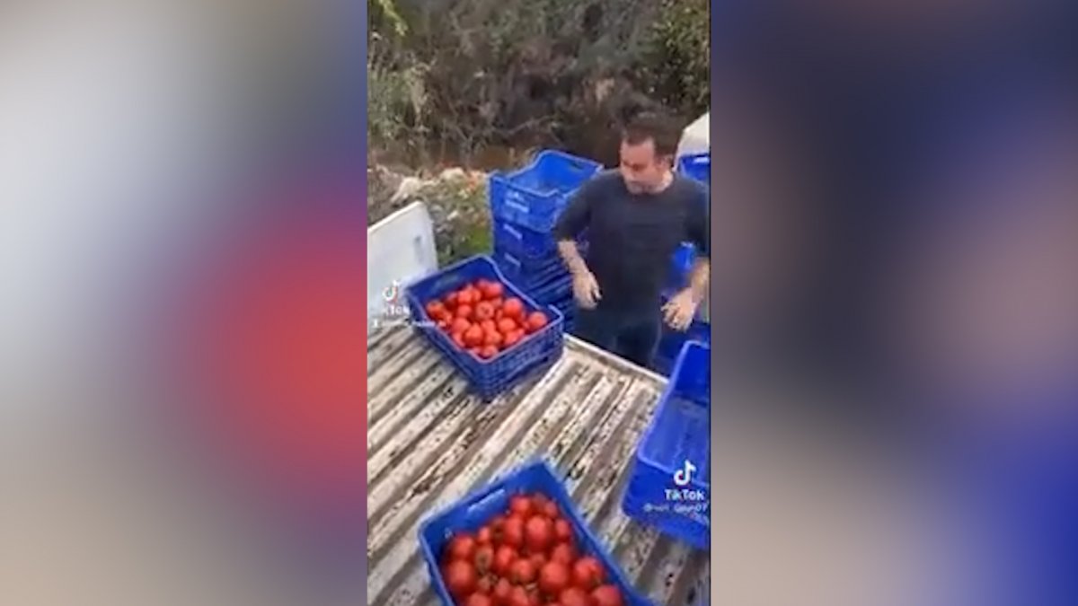 Antalyalı çiftçiden dolar isyanı: Domatesleri dereye döktü