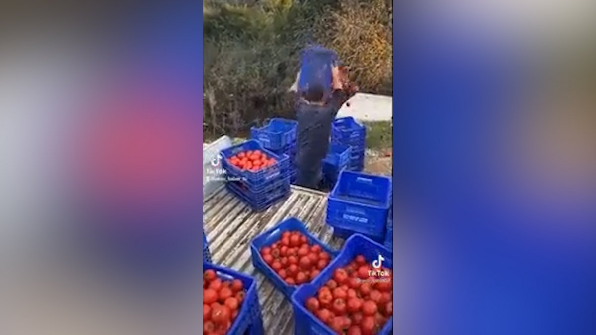 Antalyalı çiftçiden dolar isyanı: Domatesleri dereye döktü