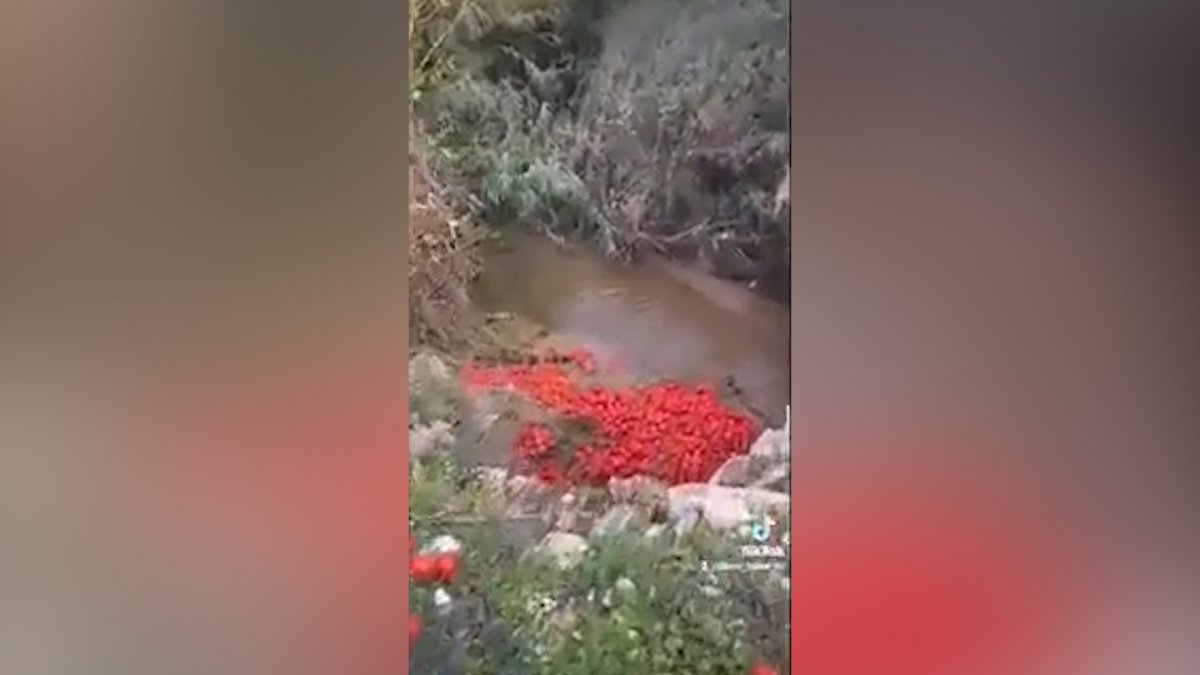 Antalyalı çiftçiden dolar isyanı: Domatesleri dereye döktü