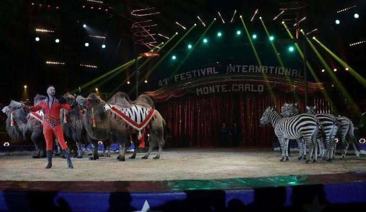 Avrupa Parlamentosu'ndan sirklerde hayvan kullanımının yasaklanması talebi