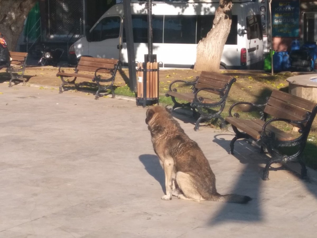 Aydın’da, okula giden çocuğa köpekler saldırdı