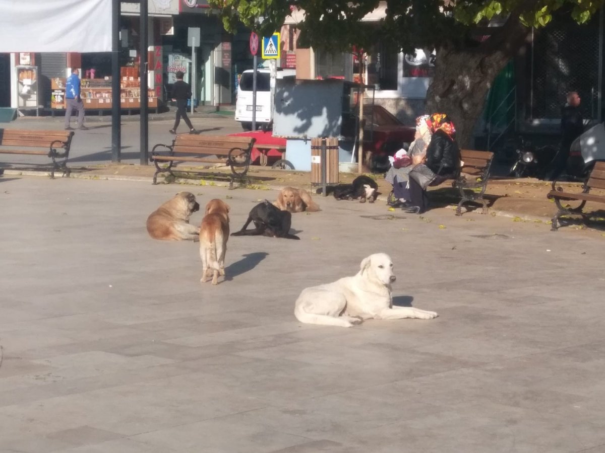 Aydın’da, okula giden çocuğa köpekler saldırdı