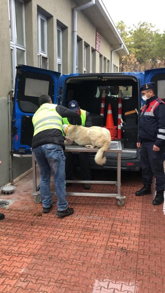 Elazığ’da kamyonetin arkasında sürüklenen köpek, tedavi altına aldı