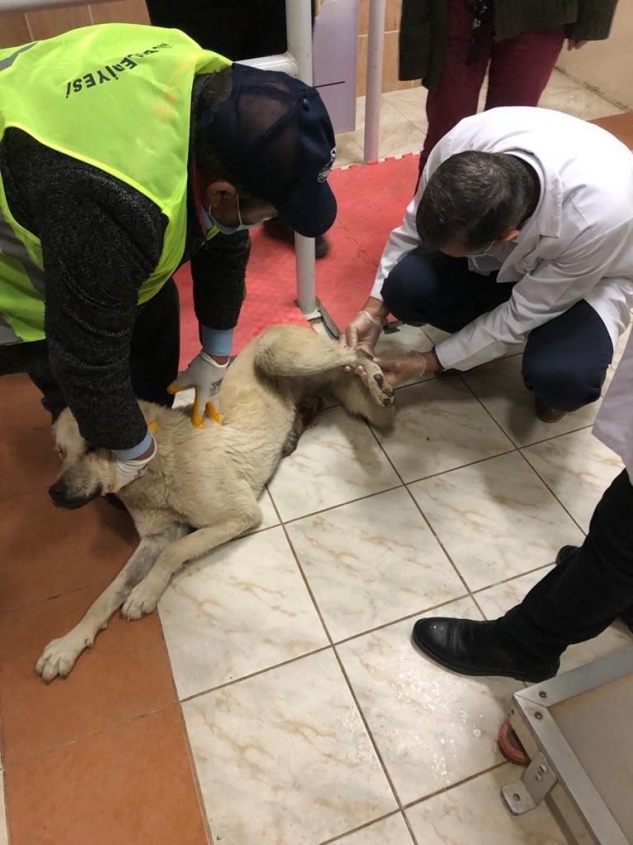Elazığ’da kamyonetin arkasında sürüklenen köpek, tedavi altına aldı
