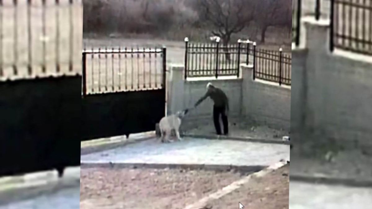 Kayseri'de Aksaray Malaklısı cinsi köpek hırsızın hedefi oldu