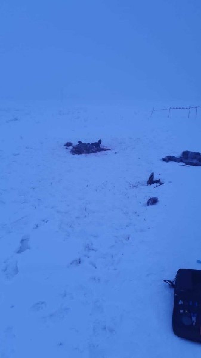 Rusya'daki Kimya profesörü köpek saldırısında can verdi