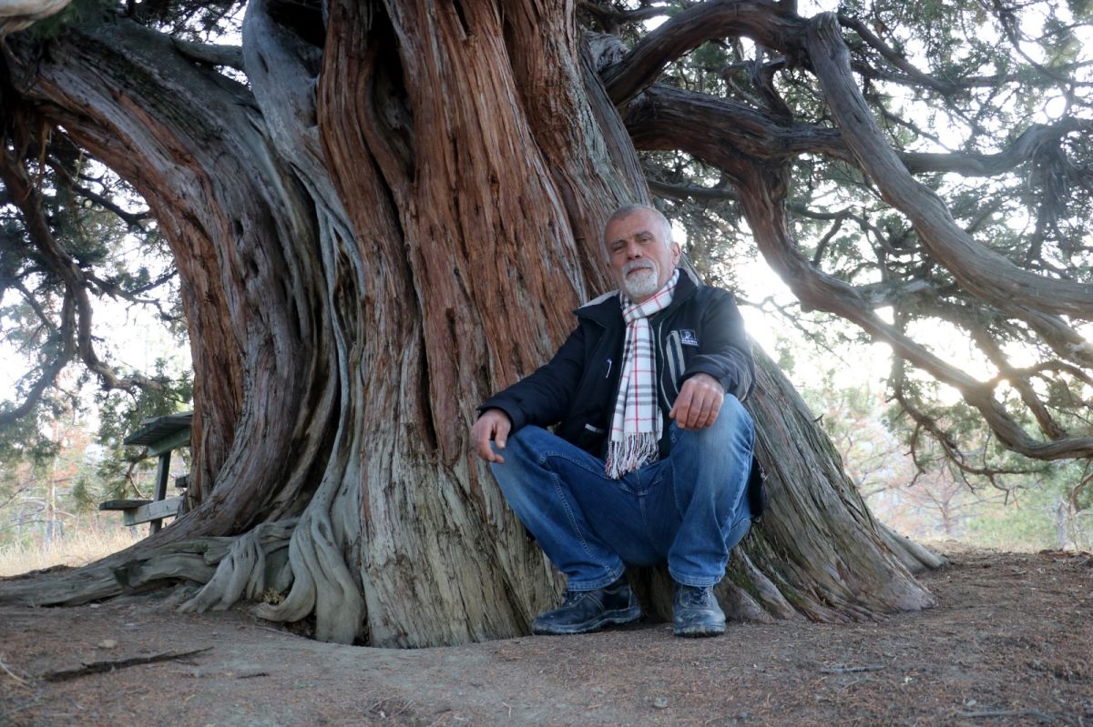 Sivas'ta bulunan bin yıllık ardıç ağacı