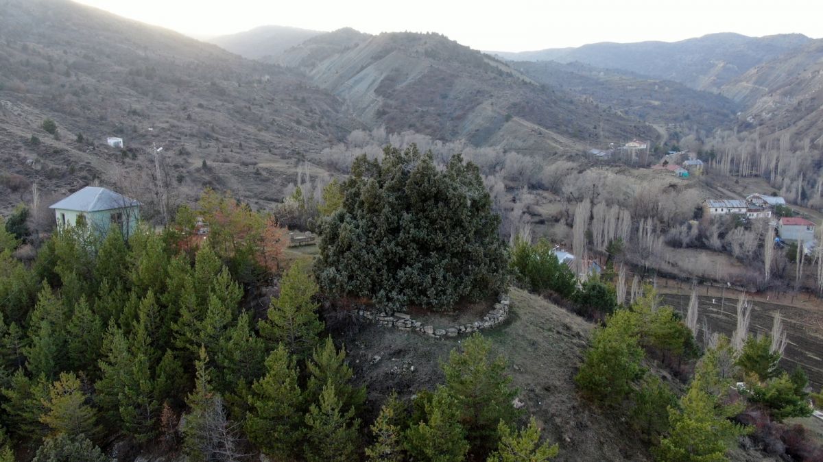Sivas'ta bulunan bin yıllık ardıç ağacı