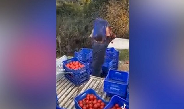 Antalyalı çiftçiden dolar isyanı: Domatesleri dereye döktü