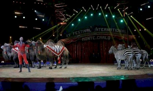 Avrupa Parlamentosu'ndan sirklerde hayvan kullanımının yasaklanması talebi