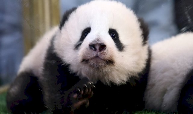 Çin'de 102 bin yıllık dev panda fosili bulundu