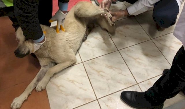Elazığ’da kamyonetin arkasında sürüklenen köpek, tedavi altına aldı